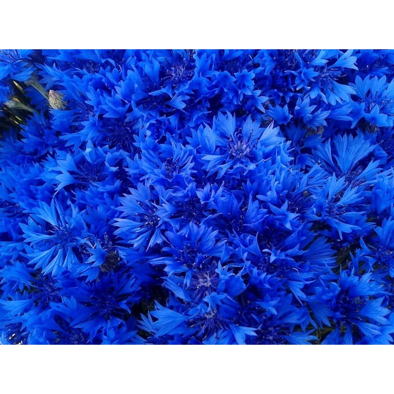 Seeds Blue Cornflower 200+ Seeds for Planting Bachelor’s Buttons Annual