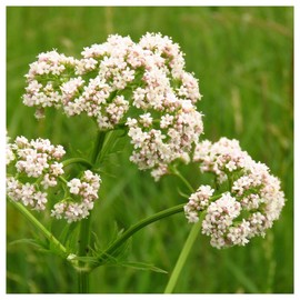 Everwilde Farms - 1/4 Lb Anise Herb Seeds - Gold Vault