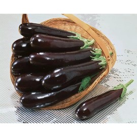 Eggplant Long Pop Seeds – Solanum Melongena | High-Yield Asian Eggplant Variety | Tender & Flavorful