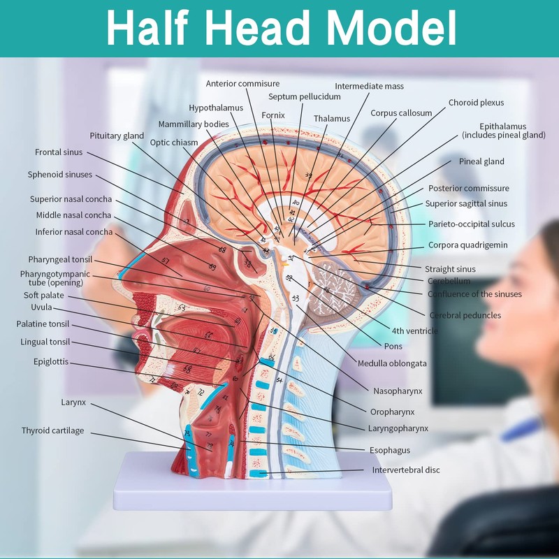 LVCHEN Face Head Muscle Model - Human Half Head &