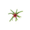 Purple Bromeliad -4'' from California Tropicals