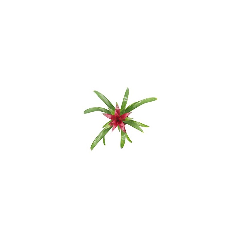 Purple Bromeliad -4'' from California Tropicals