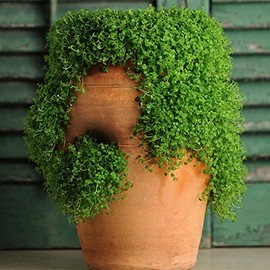 Park Seed Mini Ornamental Mint Seeds