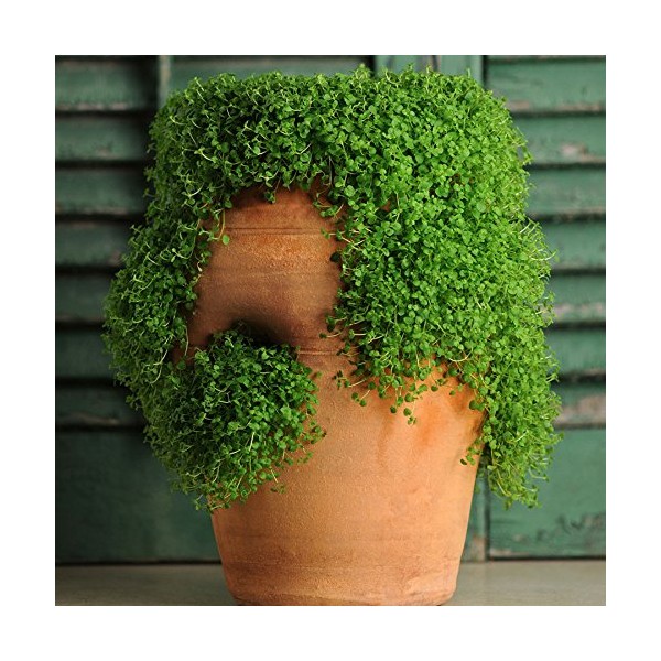 Park Seed Mini Ornamental Mint Seeds