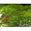 Crystalwort - Riccia Fluitansl Live Aquarium Plant Freshwater Rooted