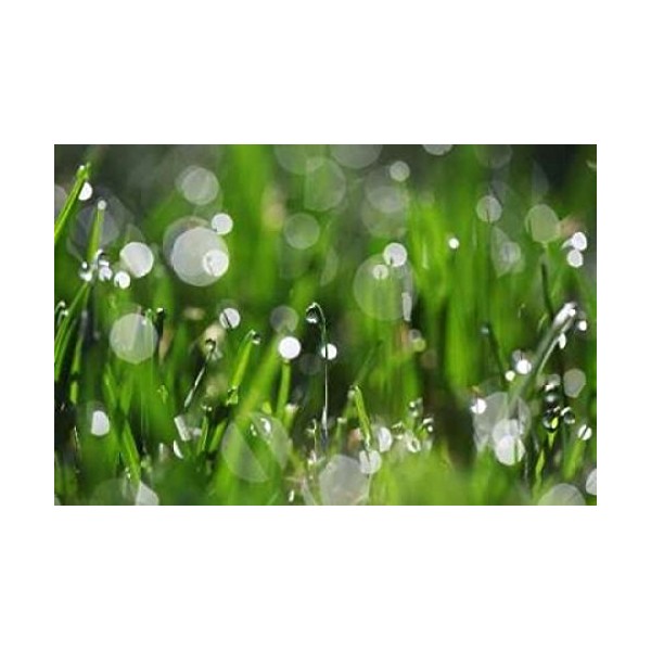 Posterazzi Dew Drops II Poster Print by Leesa White, (12