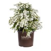 Mountain Snow Pieris (2 Gallon) Blooming Evergreen Shrub with White