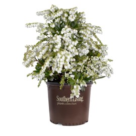 Mountain Snow Pieris (2 Gallon) Blooming Evergreen Shrub with White Flowers - Part Shade to Shade Live Outdoor Plant