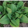 Mexican Hat Plant - Kalanchoe Bryophyllum Daigremontianum Mother of Thousands
