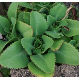 Mexican Hat Plant - Kalanchoe Bryophyllum Daigremontianum Mother of Thousands