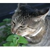 Catnip Seeds ► Heirloom Non-GMO Catnip Seeds (400+ Catnip Seeds) ◄ by PowerGrow Systems