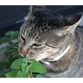 Catnip Seeds ► Heirloom Non-GMO Catnip Seeds (400+ Catnip Seeds) ◄ by PowerGrow Systems