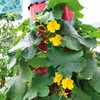 Eden Brothers Cucumber Seeds - Patio Snacker