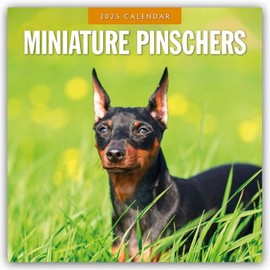 Miniature Pinschers - Miniature Pinscher - Rehpinscher 2025 - 16 Month Calendar: Original Red Robin Publishing Ltd Calendar [Multilingual] [Calendar]