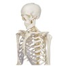 Buddy the Budget Skeleton-1021930 - Human Skeleton Anatomical Model -
