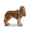 Fancy Pets Arnés Berrydog Color Rojo Tamaño Mediano para Perro