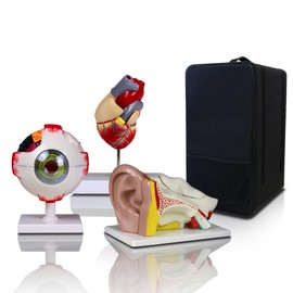 Vision Scientific VBM-B3 Elementary + High School Learning Package. Set of Three Human Anatomy Models, Ears, Eye, and Heart with Carrying Case