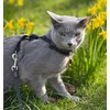 Furee Omni-fit Cat Harness, Push-Button Adjustable, Escape-Proof, Lightweight, No Bulk,