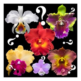 Orchid Insanity – “Mystery”/no-Name Cattleya Orchids – Huge Variety, Easy to Grow, Big Blooms, Many Fragrant (NOT in-Bud/Bloom When Shipped)