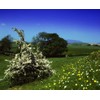 Health Embassy Hawthorn Flower (Crataegus L), 100 g