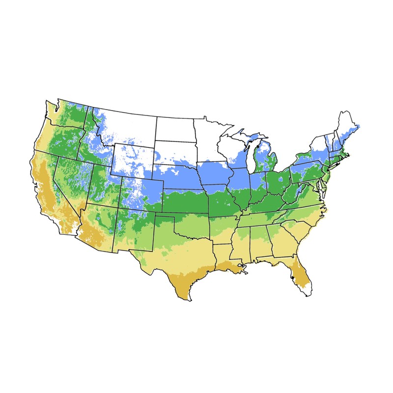Methley Plum Tree, Sweet, Juicy Plum with Excellent Flavor and