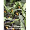Cactus Rooted Epiphyllum Orchid Cactus “Grand Prize”Growing In 4” Starter