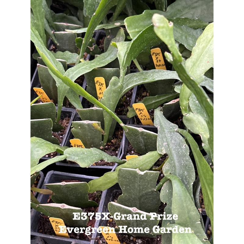 Cactus Rooted Epiphyllum Orchid Cactus “Grand Prize”Growing In 4” Starter