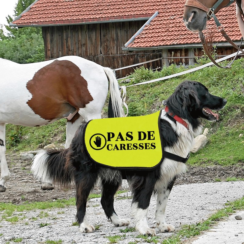 Pas De Caresses Dog Coach Gift Walking Warning Dog Jacket