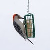 C&S Double Suet Basket 6.4 Ounces