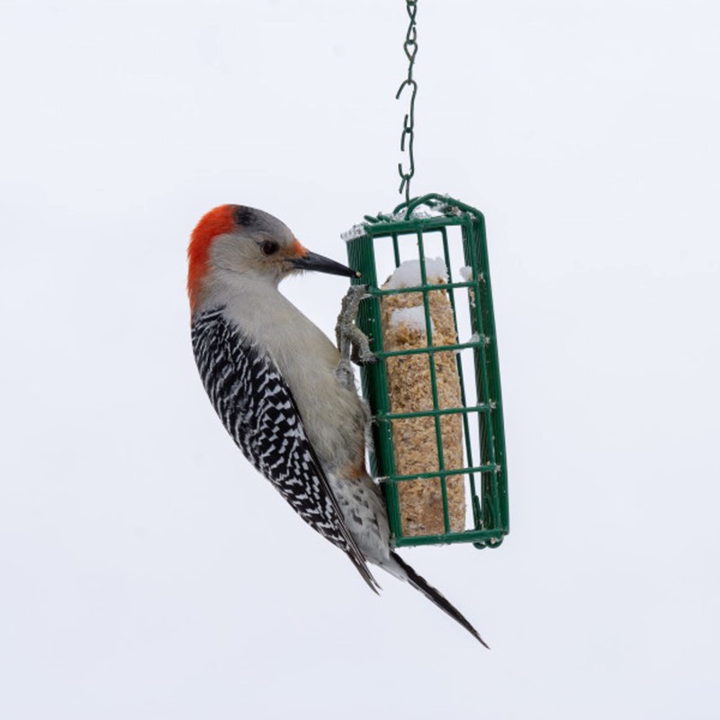 C&S Double Suet Basket 6.4 Ounces