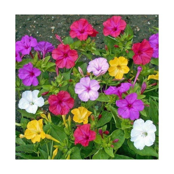 Non GMO Four O'Clock Mix Flower Seeds Mirabilis Jalapa (1/4