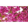 CZ GRAIN 10 Bonsai Judas Tree Seeds Flowering Tree Prized