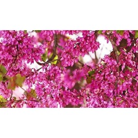 CZ GRAIN 10 Bonsai Judas Tree Seeds Flowering Tree Prized for Bonsai