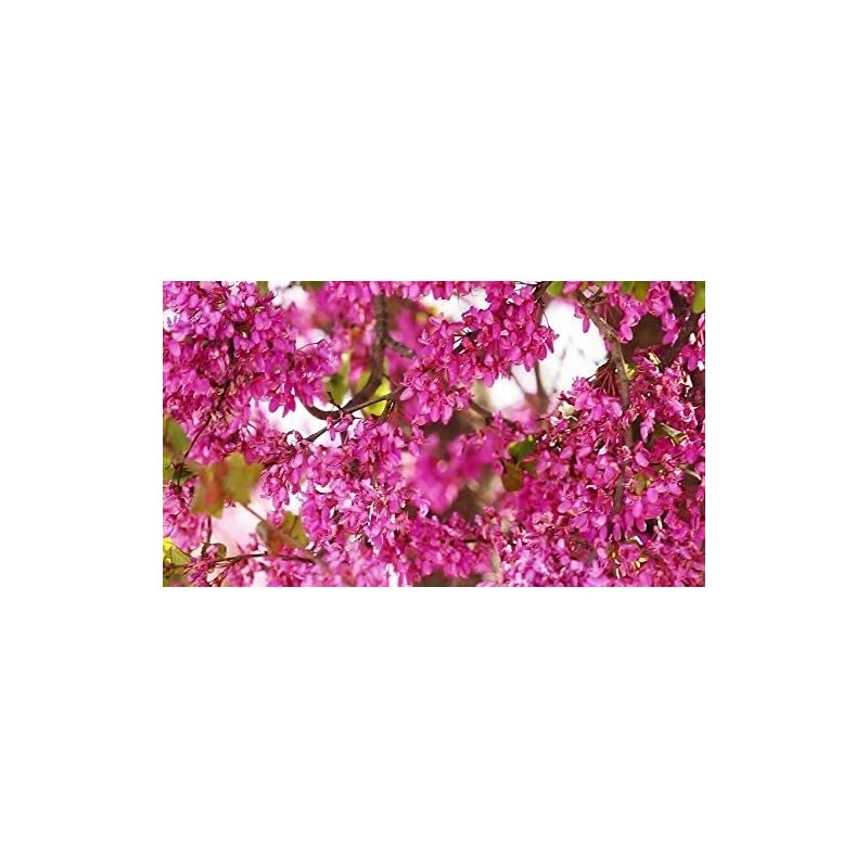 CZ GRAIN 10 Bonsai Judas Tree Seeds Flowering Tree Prized