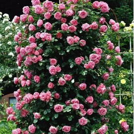 100PCS Pink Climbing Rose Flower Seeds Rare Climbing Vine Seeds Heirloom