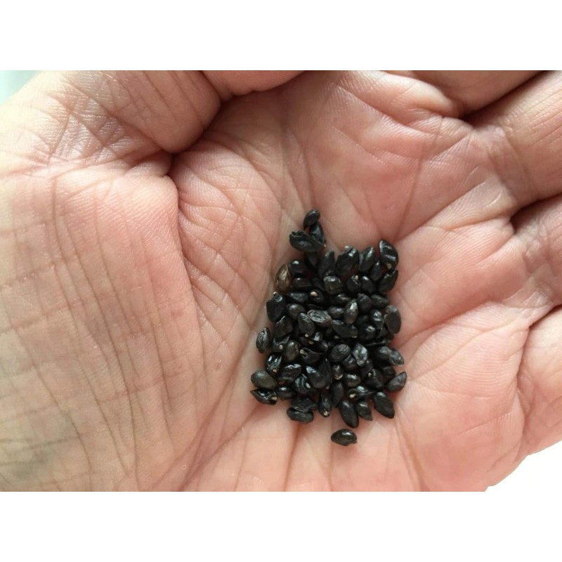 Earthcare Seeds True Comfrey 50 Seeds (Symphytum officinale) Non GMO,