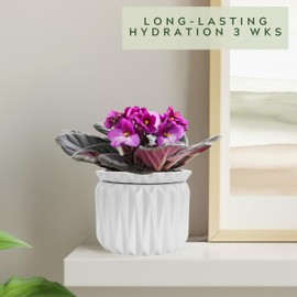 Thriving Thicket 6 inch Self Watering Pot for Indoor Plants, African Violet Pot Ceramic, Flowers Planter (4 inch Opening), Holds 3 Weeks of Water (1 Pack)