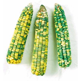 TomorrowSeeds - Green and Gold Dent Ornamental Corn Seeds - 90+ Count - for 2025 Planting Green Yellow Cornmeal Crafting Indian Maize Flint Kernels Untreated Vegetable Grow Your Own Home Farm Patio