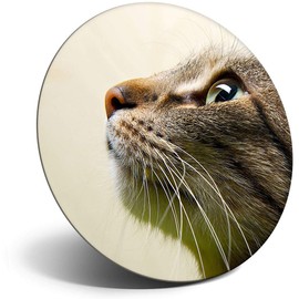 Destination Vinyl ltd Magnet for Refrigerator, Fridge - Cute Cats Face Close Up Cat Pet for Office, Cabinet and Whiteboard, Magnetic Stickers, 14389