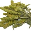 Sparta Natura Greek Mountain Tea, Organic from Mount Olympus, Herbal