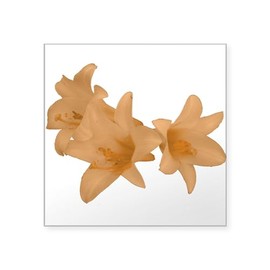 CafePress Peach Lilies Sticker Square Bumper Sticker Car Decal