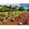 Farmalab B12 5500 Plus for Rooster Chicken Hens Poultry Gamefowl