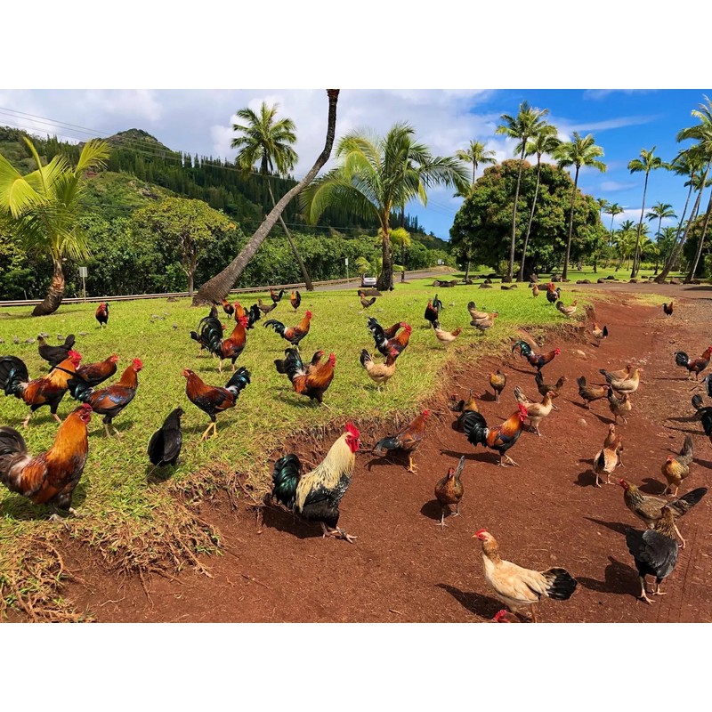 Farmalab B12 5500 Plus for Rooster Chicken Hens Poultry Gamefowl