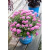 Bloomin' Easy® Poprocks® Petite Spirea Spiraea Japonica 'Odessa' USPP#28508 (3