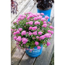 Bloomin' Easy® Poprocks® Petite Spirea Spiraea Japonica 'Odessa' USPP#28508 (3 Gallon)