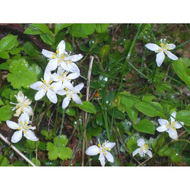 Pure Herbs: Astragalus - 1 oz.