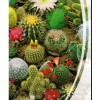 Rare Mixed Cactus Seeds, Succulents Seeds, 100pcs/pack