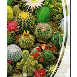 Rare Mixed Cactus Seeds, Succulents Seeds, 100pcs/pack
