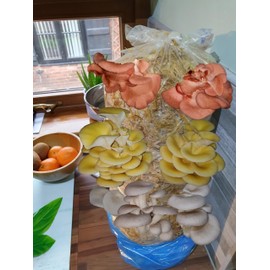 Mushroom Growing Kit, XL Pink, Gold & Blue Oyster, Easy to Use and Fast Growing, Includes Voucher to Claim Living Spawn Separately for Better Yield and Gifting.