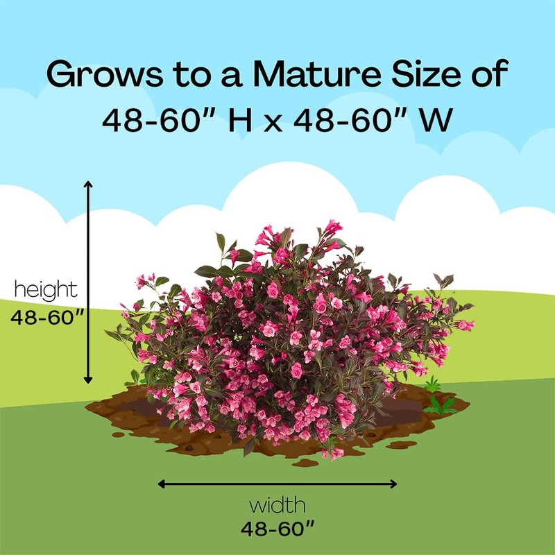 2 Gallon Proven Winners Weigela Wine & Roses Shrub